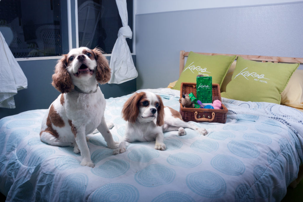 Gallery Korob Dog Hotel in Houston, TX