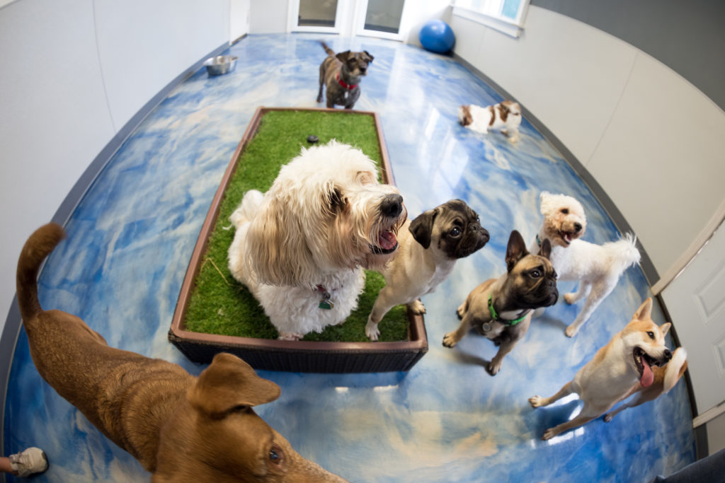 Gallery Korob Dog Hotel in Houston, TX