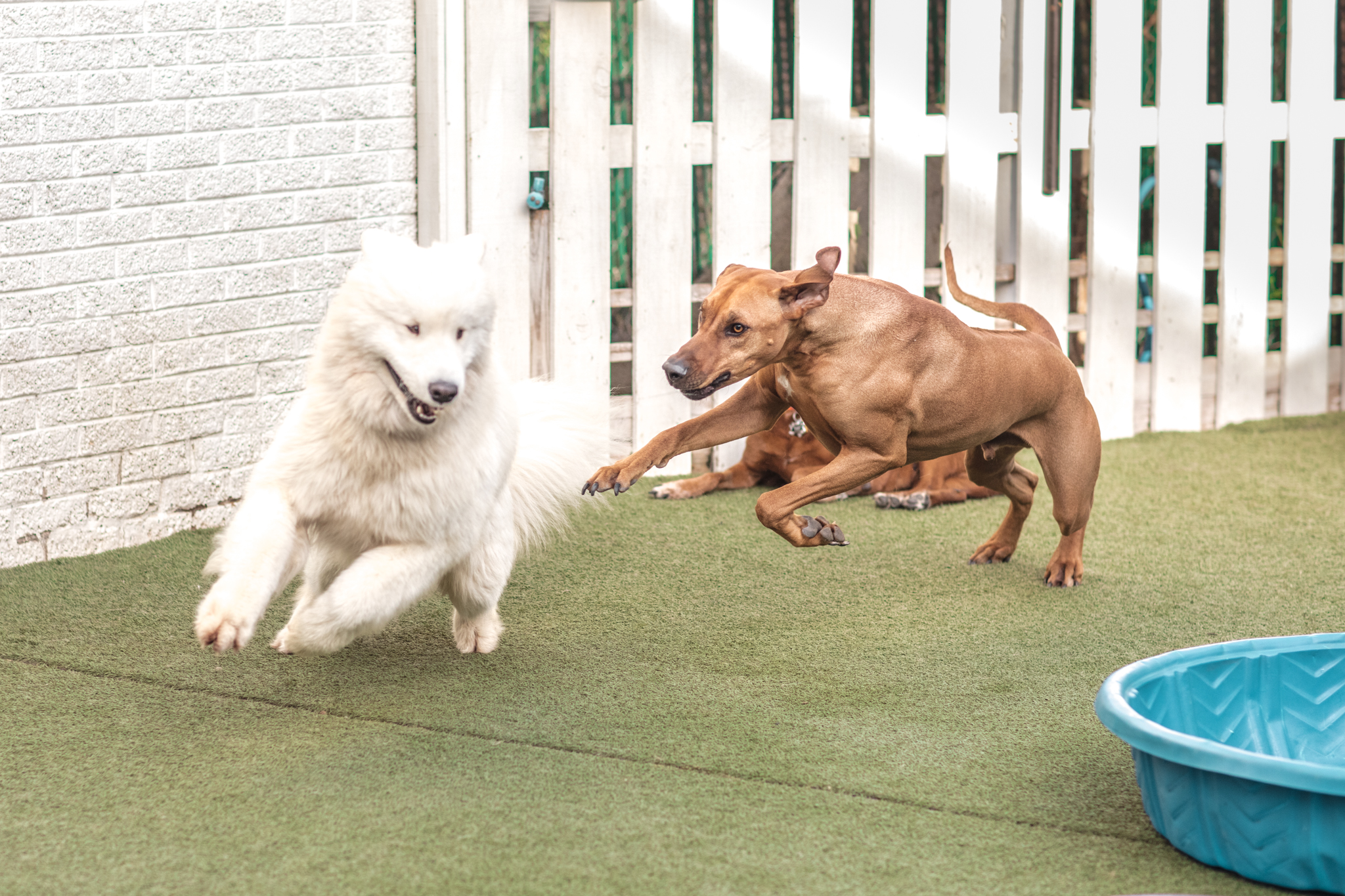 Gallery Korob Dog Hotel in Houston, TX