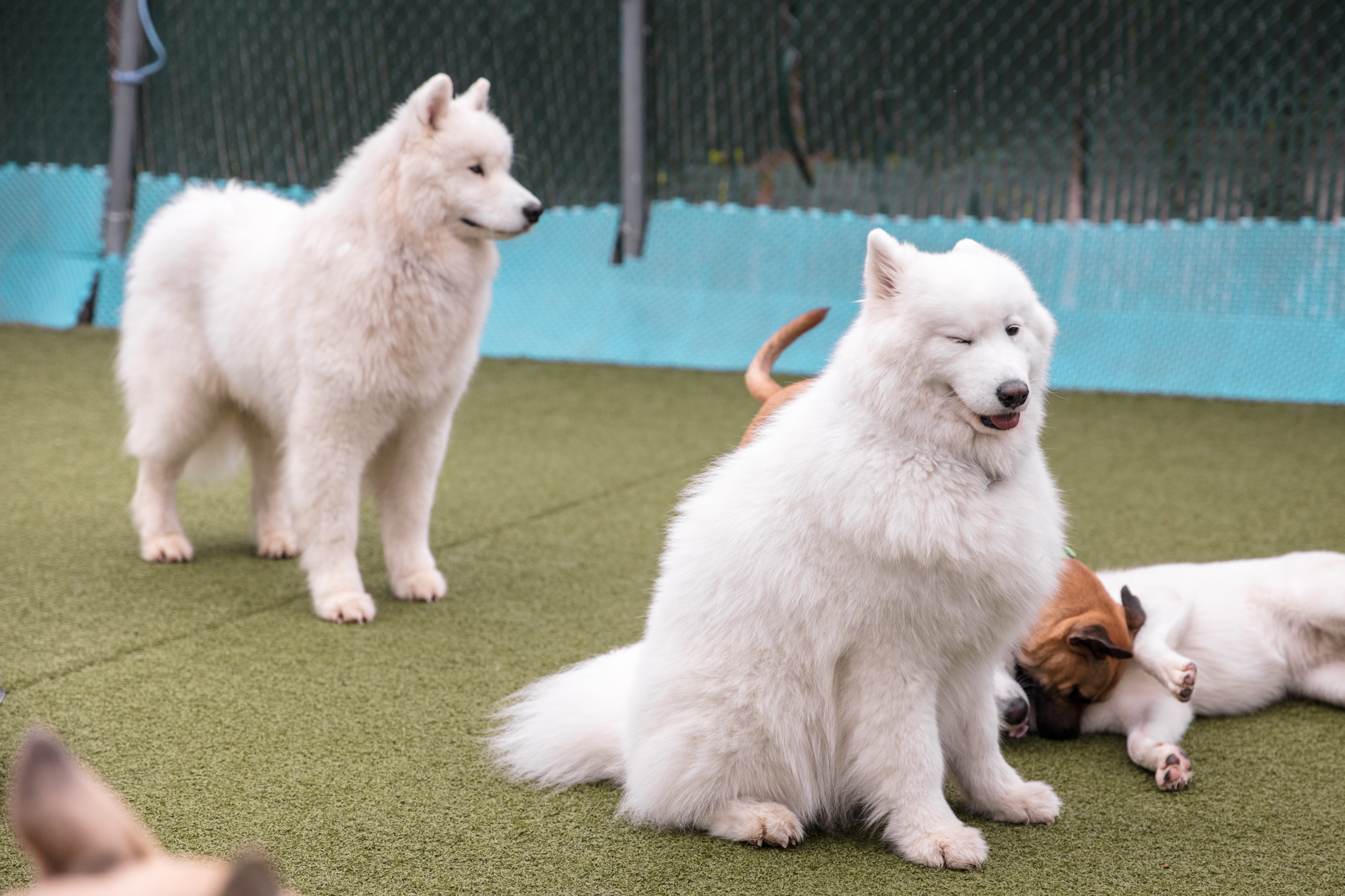 Gallery Korob Dog Hotel in Houston, TX