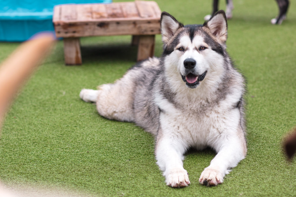 Gallery Korob Dog Hotel in Houston, TX