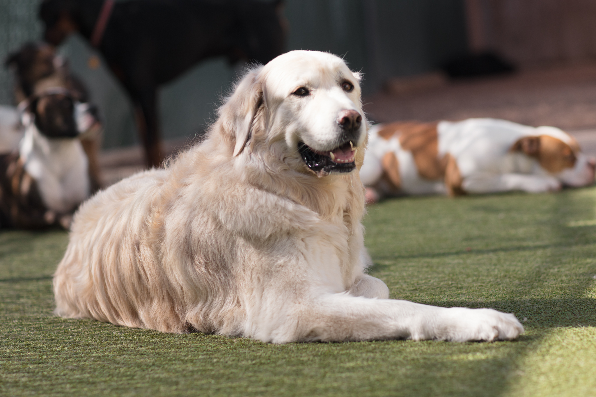 Gallery Korob Dog Hotel in Houston, TX